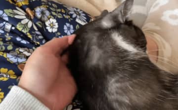 「猫をなでます、犬を見ま…ﾋｯ」飼い主さんの浮気にワンちゃん嫉妬→「僕が先じゃないの？」「想像以上に怖かった」
