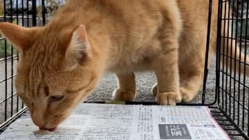 世界で一番猫にやさしい捕獲器「TORASUKE(トラスケ)」ついに完成。初回300台限定の発売に向け、明日5月20日(火)より予約受付開始！　猫の保護活動に関わる全国の保健所や動物保護NPOのみなさまから頂いた試作品に対する高い評価と多数の購入希望にもとづき、まずは初回300台の量産販売を行います。