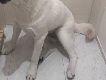 飼い主「ついてきたのはそっちなのに」　愛犬の表情に「笑った」「イジられてるよ」