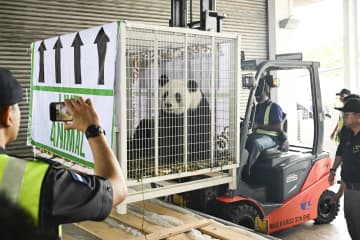 パンダ2頭、マレーシアから中国に帰国