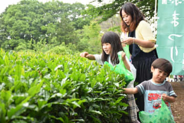 新茶の味満喫　親子で茶摘み体験も　古河でまつり　茨城