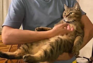 まるで楽器を奏でているかのように優雅になでられている猫の心理とは｜獣医師解説