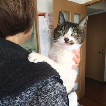 【シニア猫との暮らし】18才の愛猫が「いつも”気づかってくれている”ように感じる」