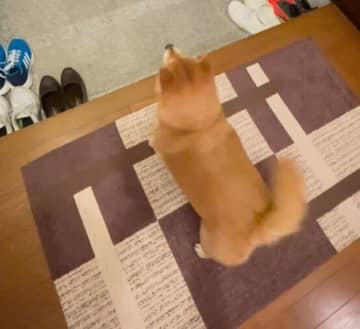 パパの帰宅に大興奮！「玄関で大歓迎しながらお出迎えする」柴犬の姿からわかる心理は？｜獣医師解説