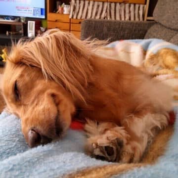 「寝ている犬がピクピク動く理由」足や目がピクピク動くのはなぜ？｜獣医師解説