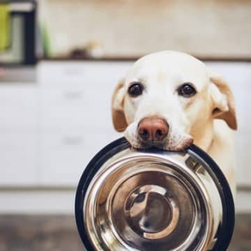 犬がみせる『空腹サイン』5選　愛犬がごはんをおねだりしてきたときの正しい対応とは？