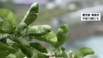 奄美地方が梅雨入り 九州南部に続き全国2番目