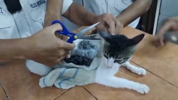 コスタリカで刑務所に麻薬を運ぶ猫「ナルコ・ミチ」が捕獲される