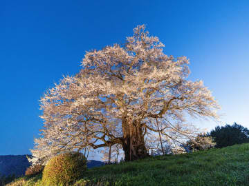 【2025年版】全国のおすすめお花見スポット・イベントまとめ！桜・梅・チューリップの絶景スポット