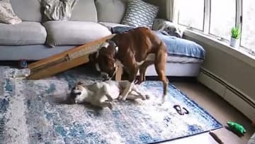 【感動映像】発作を起こした“相棒”を救ったボクサー犬…SNSで称賛の声殺到「涙が止まらない」