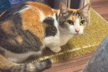 なぜ三毛猫はメスだけなのか　"オレンジ色遺伝子"の正体判明