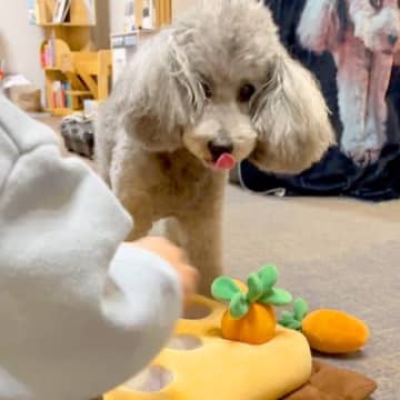 小さな男の子が『犬のおもちゃの準備』をしていたら…おやつがあるのに『健気に待つ光景』が優しすぎる「いいお兄ちゃん」「仲良しで素敵」と絶賛