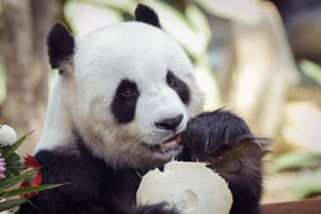 マレーシアの人々、中国に帰国するパンダ2頭と別れを惜しむ