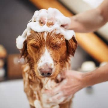 犬がお風呂を嫌いになる理由4つ　 なぜ嫌がっているの？慣れてもらうためのコツまで