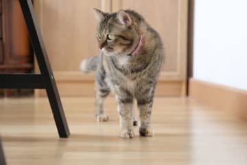 ロッキングチェアに怯える猫? 猫にまつわる英語イディオム (7)