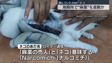 刑務所で“麻薬運ぶネコ”捕獲　コスタリカ