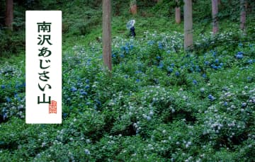 東京の秘境「南沢あじさい山」の持続可能を目指す新たな取り組み