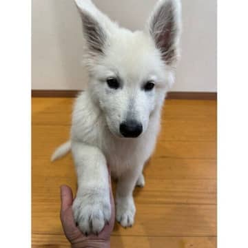 大きな前足で「オテの練習」をする大型犬の子犬にキュン！　「将来、大物になるワン」「成長が楽しみ」と反響の声