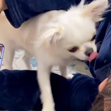 『犬ハラスメント』の被害報告をする夫婦→困っているかと思いきや…むしろ羨ましい光景が90万再生「許す」「私もチワハラされたいｗ」と悶絶