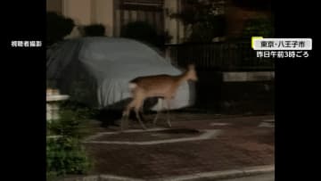 【まさか】東京・八王子市の住宅街にシカ出現　中型バイクサイズで「ウロウロしながら車道に飛び出してきて…」　どこからやってきた？