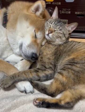 ぴったり寄り添って眠る元保護猫と柴犬　「仲良し兄妹」のお昼寝姿が癒されると話題に！