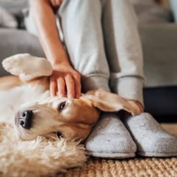 犬が『飼い主を頼っている』ときにみせる仕草や行動5選　頼りになる存在だと認識してもらうために日頃からできることとは？