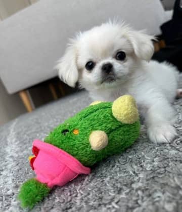 おもちゃよりも小さかった生後3カ月の子犬→1年後、同じおもちゃを蹴り飛ばしてしまうほどに大きく成長した姿にほっこり！