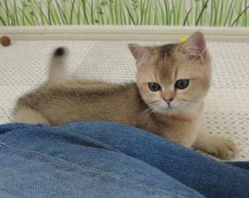 飼い主の足にピタッとくっついていた生後4カ月のあどけない子猫→2年後、もふもふの“まんまる顔”が魅力的なコに成長！