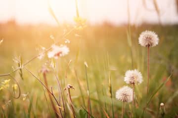 林芙美子の『愛する人達』あらすじ紹介。時代の荒波と家族愛の物語を味わおう