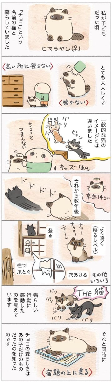 静かな猫との思い出と、賑やかな新しい仲間たち【連載】ねこ連れ草 333話め
