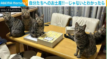 「自分たちのものじゃない…」7匹の猫が届いたお土産を前に見せた“絶妙な表情”に「失望した顔がなんとも言えん」「圧が半端ない」と反響続々