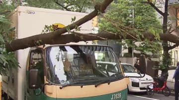 東京・日本橋で突然の倒木…トラックの上に街路樹倒れる　現場はJR東京駅から300ｍのビル街…帰宅時間帯の出来事に一時騒然