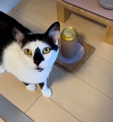 猫のゴハンの場所にビール！？ 思わず“二度見”する猫の気持ちとは？｜獣医師解説
