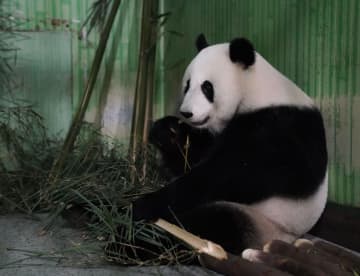 パンダ2頭、マレーシアから中国四川省に到着