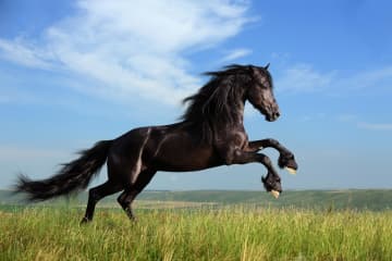 中島敦の『盈虚』あらすじ紹介。復讐と運命に翻弄された衞莊公の物語