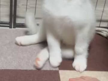 シベリアンハスキーが反則級の『お手』　動画に「ずっと見ていられる」