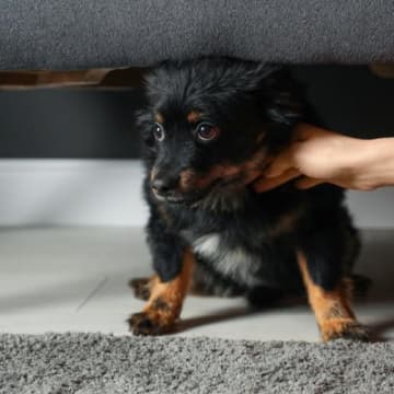 犬がいる部屋で鳴らしちゃダメな『音』5選　トラウマを抱えてしまうことも…飼い主がすべき配慮まで