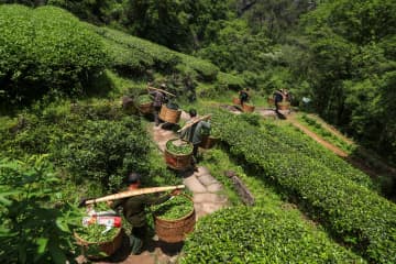 製茶技法を継承し、独特の香りと味を再現　中国・武夷山市