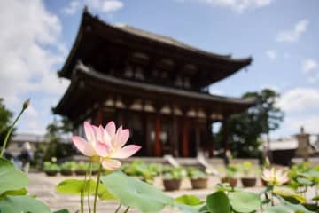 【奈良市観光協会】蓮が咲き誇るお寺巡り「奈良・西ノ京ロータスロード」を6月12日から開催