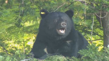 「左前足のない」クマが住宅地に出没、目撃情報相次ぐ　体長1mほど　住民「けがしているのでかわいそう」警察や猟友会などが警戒