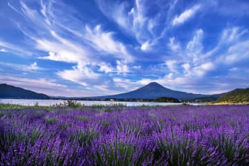 「河口湖ハーブフェスティバル」富士山を背景に眺めるラベンダー畑、山梨・大石公園＆八木崎公園で