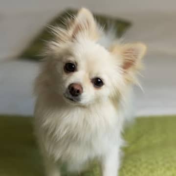 犬も『悪知恵』を働かせることがある？わざと行動する心理から正しい対処法まで