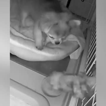 深夜、犬用カメラを覗くと『突然ケージに手が伸びてきて』…まさかの『怪奇現象の正体』が46万再生「驚き方かわいいｗ」「なかなかのホラー」