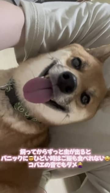 「TikTokで話題！セール犬だったなんて…本当？」売れ残り柴犬・花次郎くん、優しい家族と過ごした5年間に涙