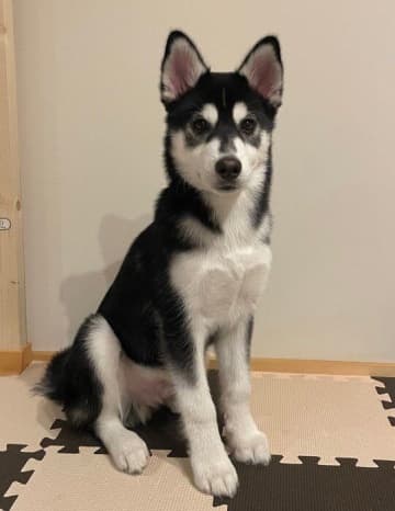 「柴と呼ばれた日からついに100日」“柴犬っぽい”ハスキー子犬のビフォーアフターに注目が集まる！