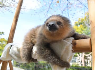 ナマケモノのこどもの日光浴を一般公開 アドベンチャーワールドで「フタユビナマケモノの日光浴タイム」スタート