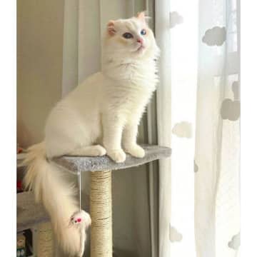 キャットタワーで凛々しい顔をする子猫、3年後に同じ場所で撮影すると→「大きくもふもふ」に成長した姿にほっこり！
