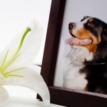 亡くなった犬の『供養方法』4選　飼い主が後悔しないために知っておくべき流れとは？