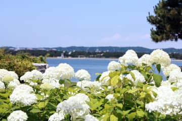 横浜・八景島シーパラダイス、県内最大級２万株のあじさいが咲き誇る「第25回八景島あじさい祭」6月7日より開催！