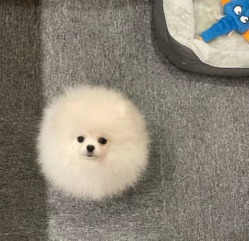上から見たときに“まんまる”すぎるポメラニアンの子犬　可愛いフォルムが「毛玉の妖精」「白いマリモ」と話題